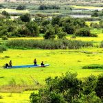 Trọn bộ kinh nghiệm du lịch rừng U Minh Thượng – Kiên Giang