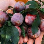 Tour Mộc Châu hái mận 2 ngày 1 đêm | Rừng thông Bản Áng – Cầu Kính Bạch Long – Đồi chè Trái tim