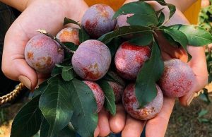 Tour Mộc Châu hái mận 2 ngày 1 đêm | Rừng thông Bản Áng – Cầu Kính Bạch Long – Đồi chè Trái tim