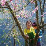 Du lịch Tết Hà Giang | Tết xinh đẹp trên khắp nẻo đường Hà Giang