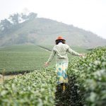 Du lịch Mộc Châu tháng 5 trốn cái nắng hè tuyệt hảo