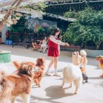 Khám phá Đà Lạt: Tour 3 Ngày 3 Đêm Đắm Chìm Trong Sắc Hoa Và Gió Núi