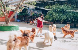 Khám phá Đà Lạt: Tour 3 Ngày 3 Đêm Đắm Chìm Trong Sắc Hoa Và Gió Núi