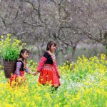 Bí quyết oanh tạc Mộc Châu tháng 12 những ngày cuối đông có gì?