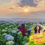 Tour Đà Lạt 3 Ngày 3 Đêm: Khám Phá Thành Phố Ngàn Hoa Và Nét Đẹp Sương Mù