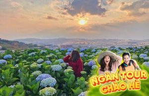 Tour Đà Lạt 3 Ngày 3 Đêm: Khám Phá Thành Phố Ngàn Hoa Và Nét Đẹp Sương Mù