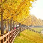 Những bí quyết để khám phá xứ kim chi khi đi tour Hàn