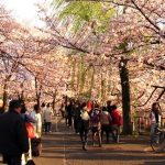 Hành trình du lịch Tokyo 1 ngày siêu thú vị cùng Vietnam Booking