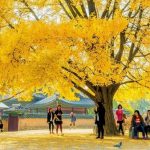 Thời tiết Hàn Quốc tháng 9 – Thời điểm vàng vi vu đến xứ sở kim chi