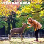 Tour du lịch Nhật Bản 4 ngày 4 đêm | Bay Vietnam Airlines – Vi vu xứ sở phù tang