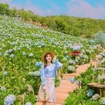 Happy Garden Đà Lạt – Khám phá vườn hoa cẩm tú cầu đẹp nhất Đà Lạt