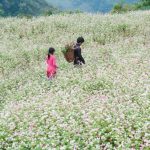 Hoàng Su Phì – Điểm đến đặc sắc không thể bỏ qua khi đến với Hà Giang