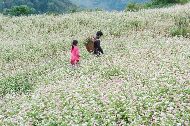 Hoàng Su Phì – Điểm đến đặc sắc không thể bỏ qua khi đến với Hà Giang