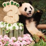 Gấu trúc Fubao, chú gấu trúc Hàn Quốc dễ thương được nhiều người yêu thích