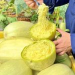 Độc đáo quả bí sợi mì với hàm lượng dinh dưỡng cực cao 