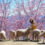 Kinh nghiệm du lịch Cingjing Farm Đài Loan chi tiết nhất