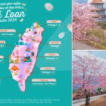 Lịch ngắm hoa anh đào Đài Loan 2024 chi tiết mới nhất