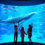Thủy cung Osaka Nhật Bản – khám phá đại dương huyền bí