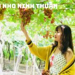Tour Đồng Cừu Hang Rái Vĩnh Hy Vườn Nho 1 ngày