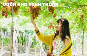 Tour Đồng Cừu Hang Rái Vĩnh Hy Vườn Nho 1 ngày