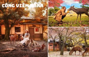 Tour du lịch Nhật Bản lễ 30/4 5N5Đ đi Osaka – Kyoto – Nara – Fuji – Tokyo