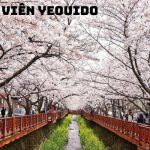 Tour Du Lịch Hoa Anh Đào Hàn Quốc: Khám Phá Seoul – Nami – Everland