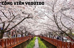 Tour Du Lịch Hoa Anh Đào Hàn Quốc: Khám Phá Seoul – Nami – Everland