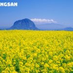 Tour Jeju Hàn Quốc từ Đà Nẵng