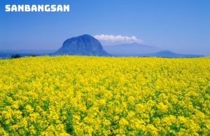 Tour Jeju Hàn Quốc từ Đà Nẵng