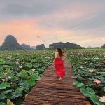 Mùa sen Ninh Bình tháng mấy nở? Nên đến vào thời gian nào?