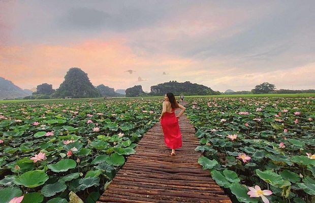 Mùa sen Ninh Bình tháng mấy nở? Nên đến vào thời gian nào?